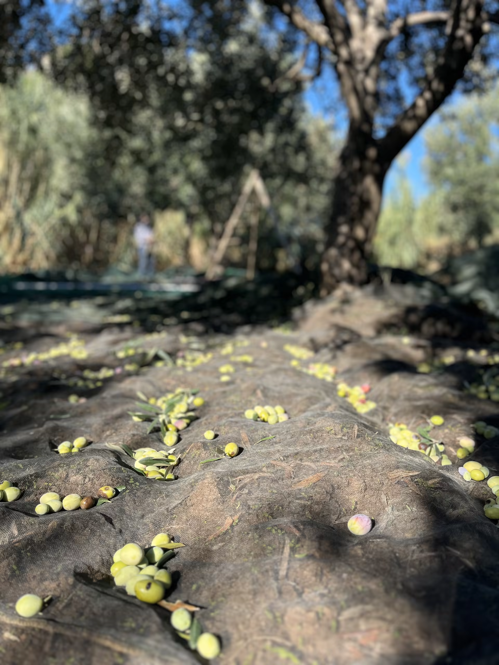 Hasat Kahramanı