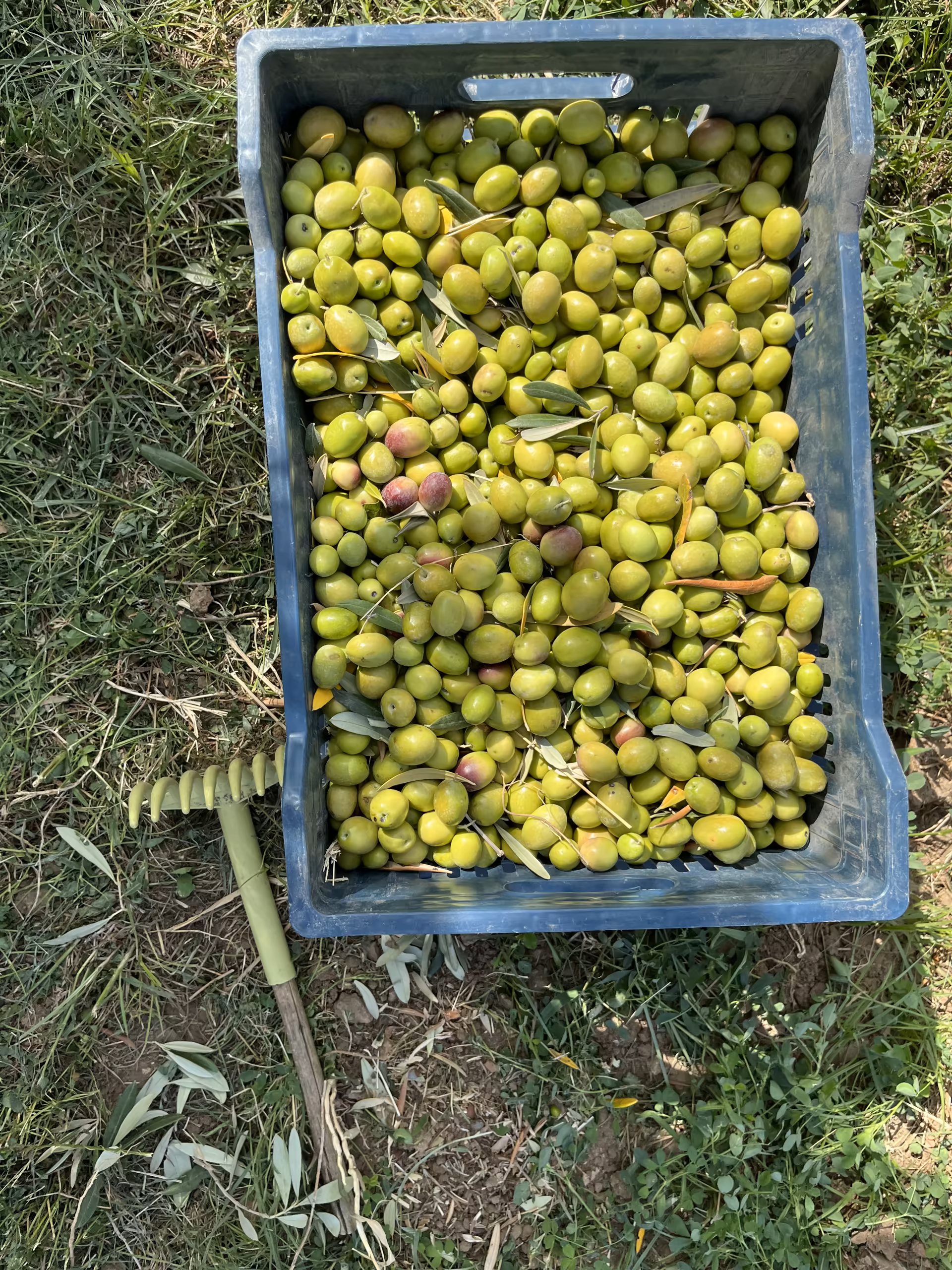 Hasat Kahramanı