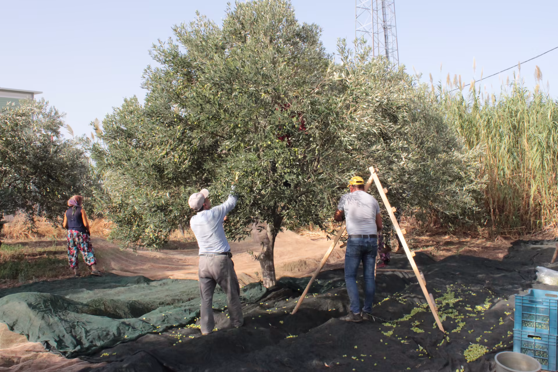 Hasat Kahramanı